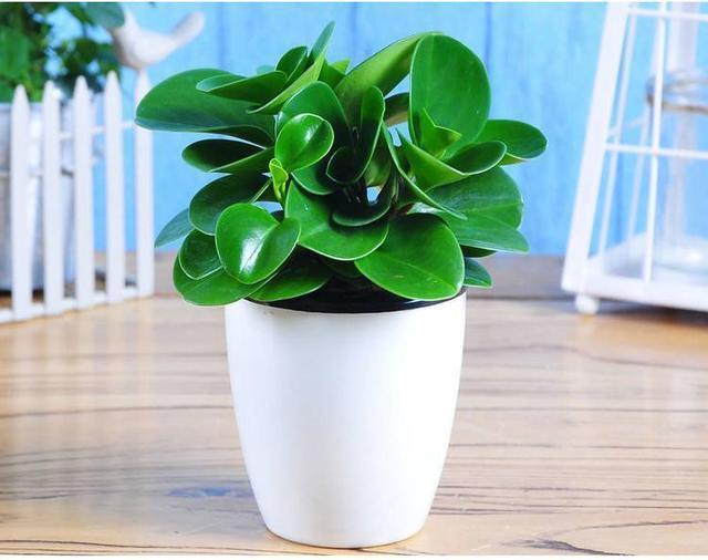 养花真的不要钱，这3种花摘片叶子放土里，生根就是小盆栽