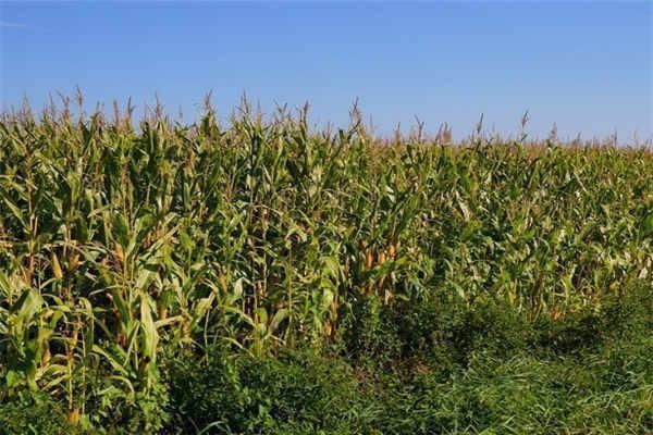 娘家|已婚女子户口在娘家,土地确权有份吗听内行人说完,瞬间明白了