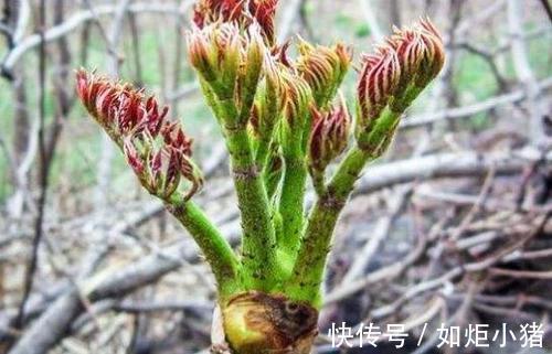 植物|农村人用来烧火的植物,它的营养似“人参”,竟然有这些神奇的功效!