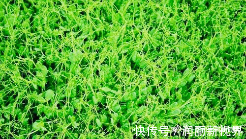 月经不调|女性常月经不调,多食用此菜,痛经好了,防乳腺癌,早知早健康