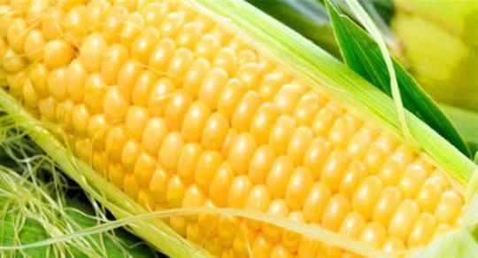 白刺果|女性想要身体好，不妨吃4种食物，消除炎症，滋阴降火，改善气血