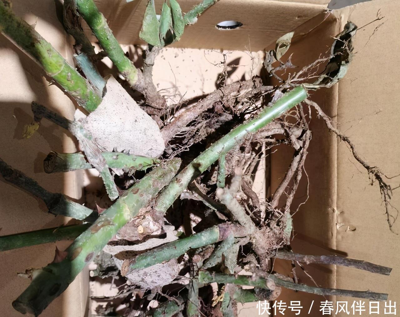 买年宵花时,遇到这5种,再便宜也不买,别不听劝