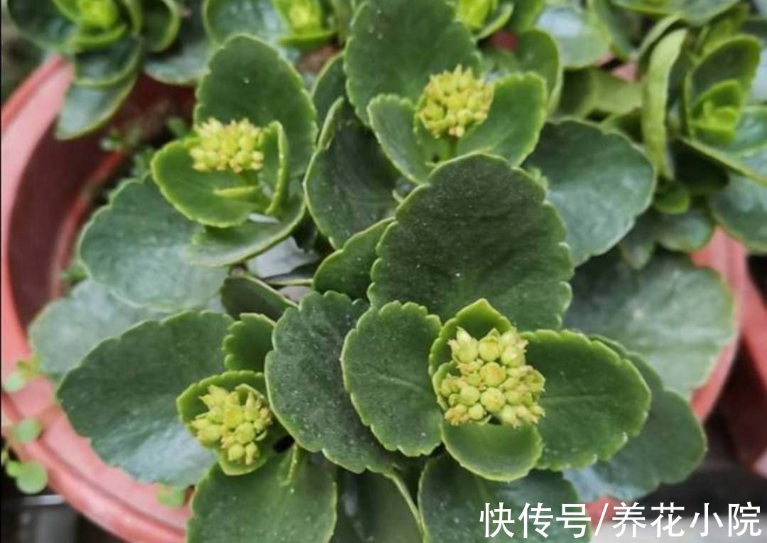凉爽|9月天气凉爽，3种花再修剪一次，会开花更多