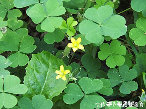 酸酸草|2种农村常见的野草,既是野菜,又是治病的中药材,不知道可惜了