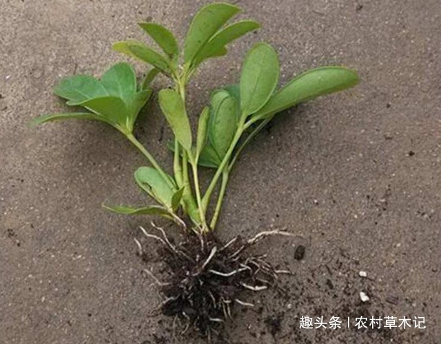 山里遇见“它”,请尽量别除掉,可盆栽,且价值极高