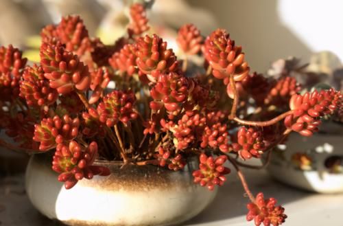 繁殖多肉的途径：砍头茎插、拿叶子催根育苗