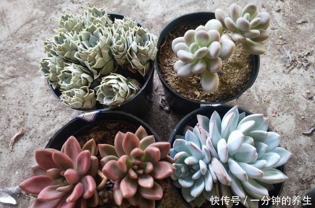 多肉|养多肉常犯的3个坏习惯,及时改掉,多肉好看又好养!