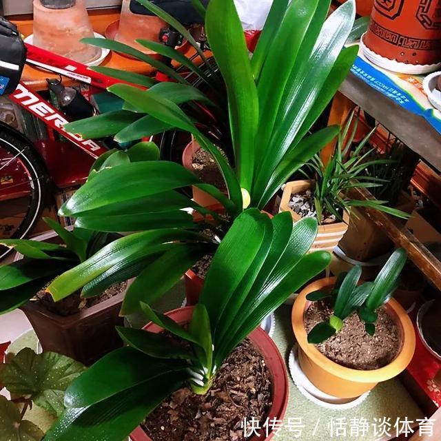 开春别换盆了,这7种东西撒土里,花吃了新叶子呼呼冒!