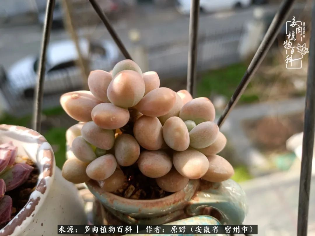 揭秘那些干净又温暖的多肉照片从哪里来