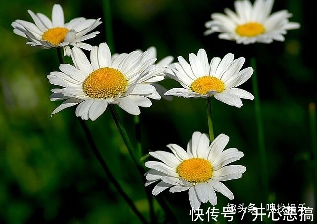 此花花姿清新,盛开时宛如花中隐士般高贵优雅,神秘而不可侵犯