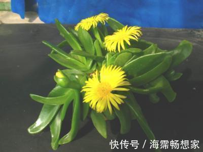 她家养了一盆绿舌头一开就是一年真好养