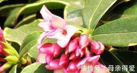 光照|冬季如何让养护的金边瑞香枝叶翠绿,花香满室