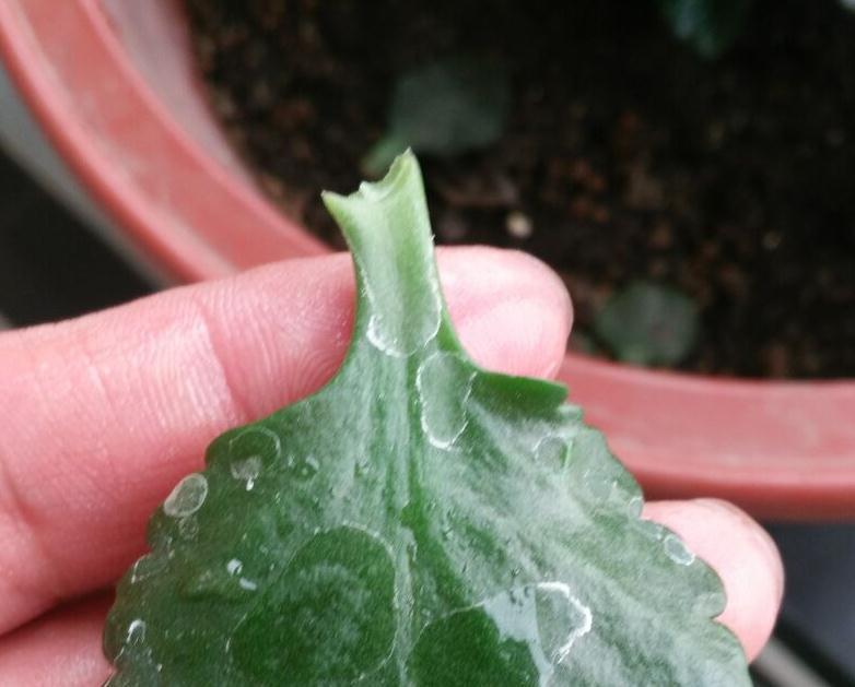 无意间碰掉一片长寿花叶子，把它插到花盆里，没过多久居然爆盆了