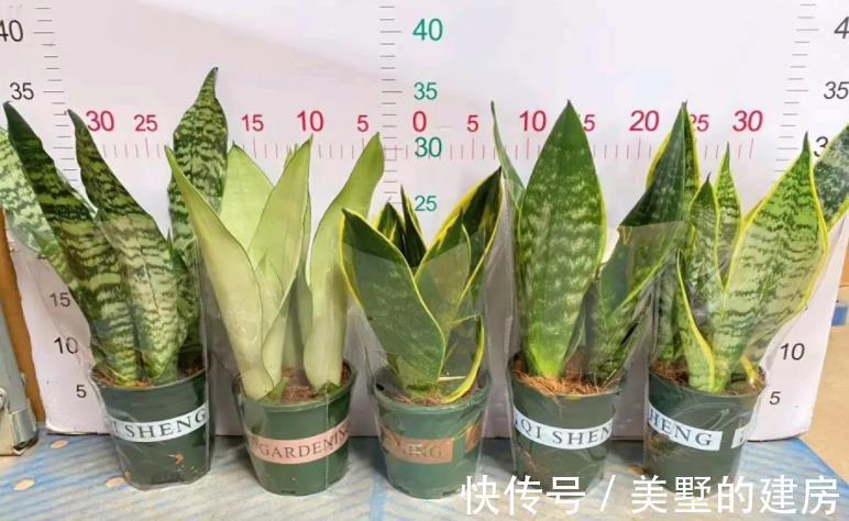 水溶肥|夏季给植物盆栽施肥,有3个忌讳点,做错了就会黄叶烂根