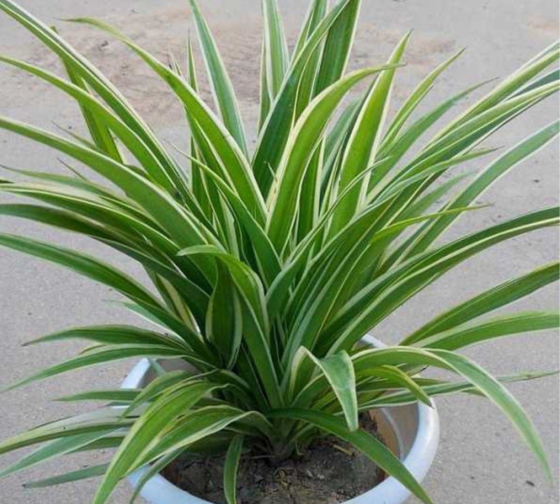 养花,喝剩下的豆浆是一种坚实的有机氮肥