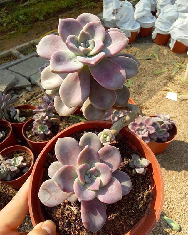 老桩|想把多肉养成悬崖桩,满足“三要求”,遇水疯长,爆崽一堆小崽