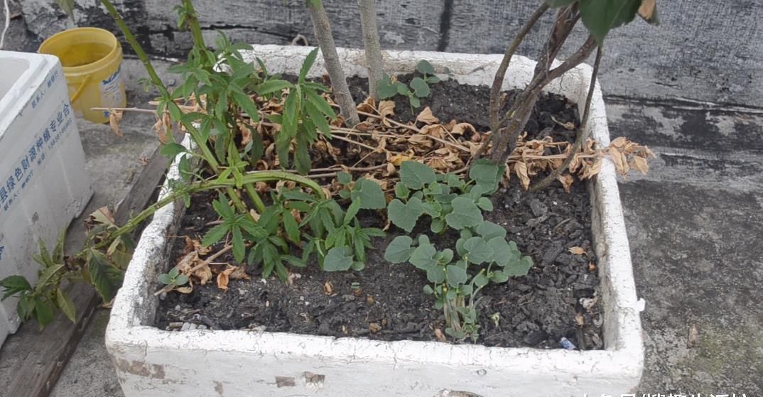 家庭|塑料瓶上绑2根筷子, 这个作用太棒了, 解决了很多家庭的烦恼