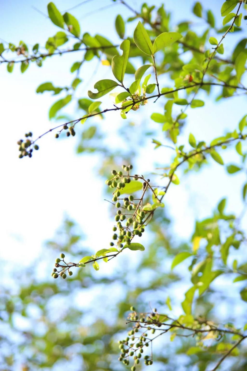 千里光|野趣一日，发现桃花岭的22种秋天