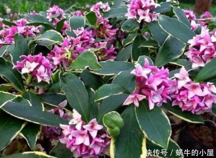 花开富贵|这几款花卉养在家里，净化空气，去除异味，还香飘满屋，心情好！