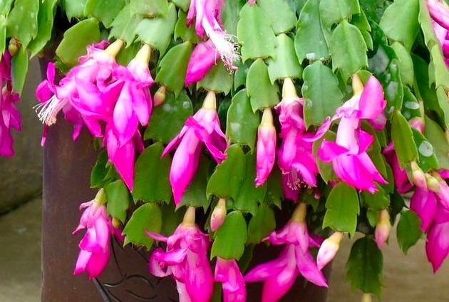 盘点蟹爪兰烂根的3个原因及解决办法，新手小本本记好了