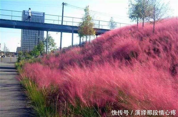 植株|9种比花还美的草,院子里种起来,美如仙境没商量!