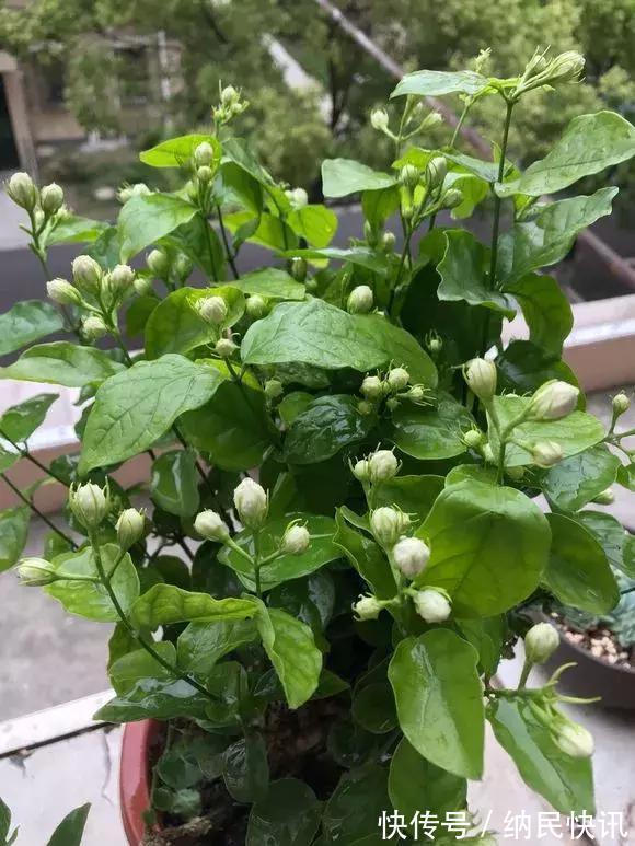 3种花是“醋坛子”，每周浇上1小勺，不烂根不黄叶，花开不停！