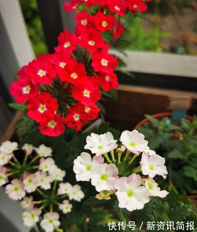 春夏秋冬|花期超长的“3种花”，从春开到冬，一开就是200多天，值得养！