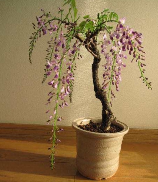 有“3种花”，养在阳光下面，才能长得枝繁叶茂，夏季再晒也不怕