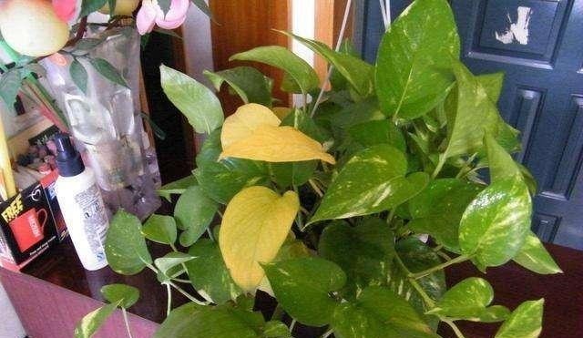 黄豆|养绿萝的小妙招,盆中加一点“它”,一年顺利养百盆,翠绿无黄叶