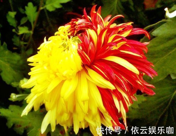 深玫红|喜欢养菊花，就养盆“名贵菊花”，花开“火炼真金”，美丽卓越！