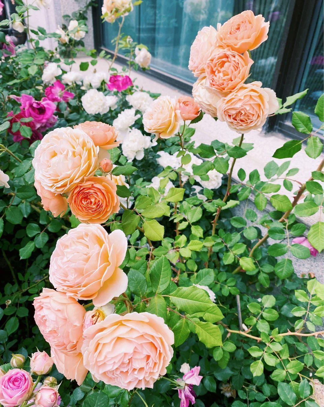 房屋|一楼带院子的房子值得买吗?看看这些底楼的庭院花园,挺让人心动