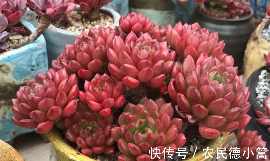 养护|秋冬养多肉,满足4个要点,盆盆妖艳,普货也能养出好状态