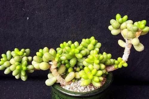 养多肉绿龟之卵，摸清这些，叶子水灵灵、翠绿欲滴