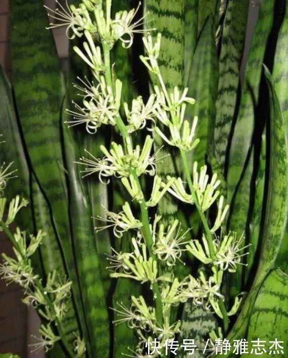 养虎皮兰，打开它的“小开关”，新芽直往外窜，1盆变10盆