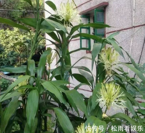 养了十多年的普通花草,竟然都能“开花”,看你家有吗