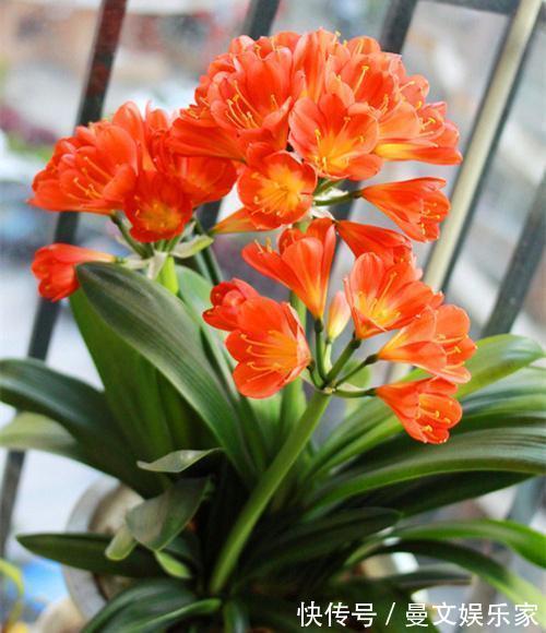 花芽|做好“2件事”,君子兰“根壮”,新叶多,年年开“爆盆”