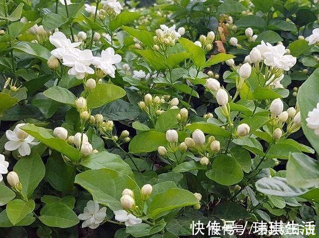 修剪|夏天养茉莉，叶子翠绿开花茂密，茉莉清香飘满屋
