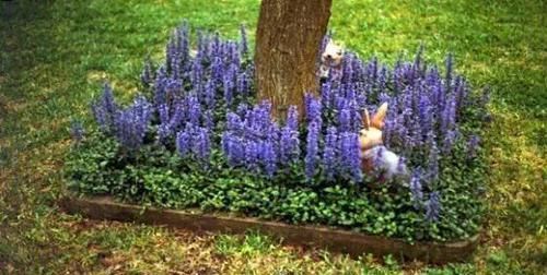 10种出彩的庭院地被花儿,最适合的才是最好的