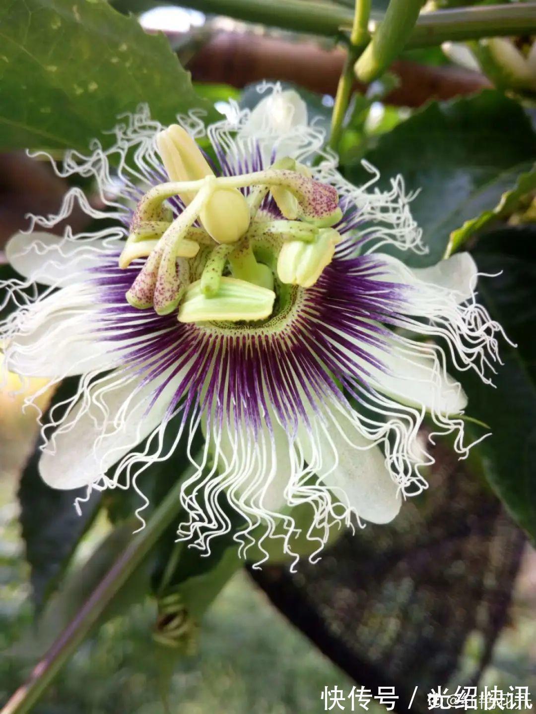 大粗杆插土里，7天生根，当年结果压弯枝，不用买水果了！