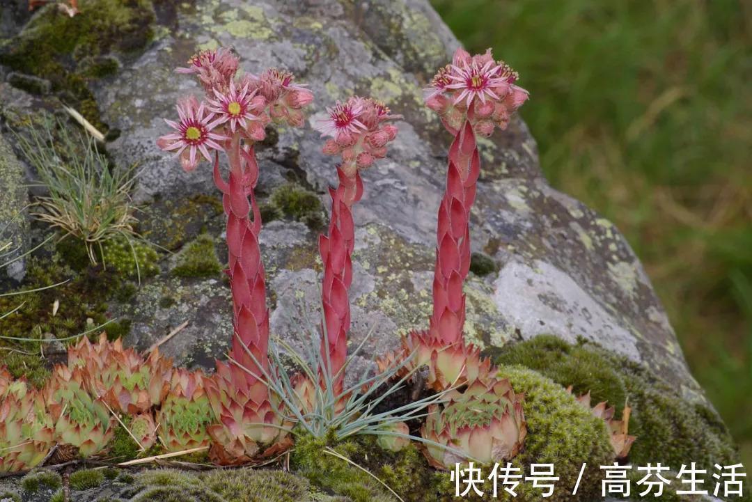 观音莲|开花会死的多肉名单,你家要有养,看见花箭就“给一刀”