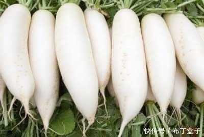 增强|冬季不妨多吃此萝卜,对身体大有帮助,能增强免疫,防癌