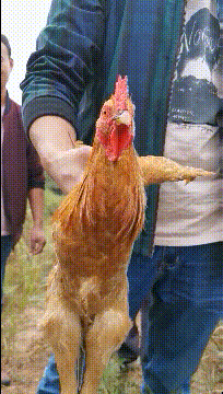 |搞笑GIF段子:有这样的女票一定很幸福吧!打情骂俏都这么有爱...