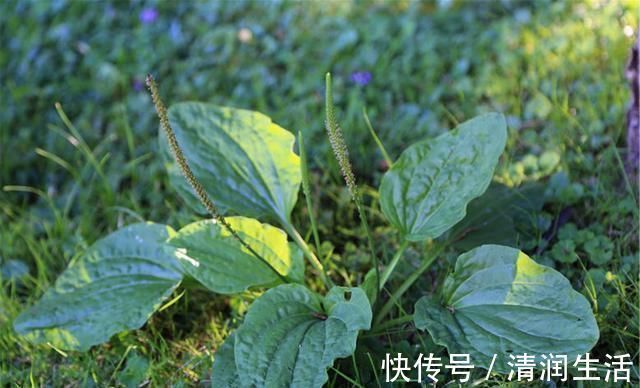 升糖|糖尿病的“对手”公布,坚持泡水喝,平稳血糖,小糖人或知难而退