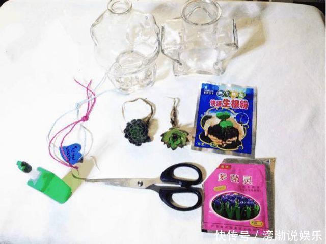 养护|多肉怕水其实错了!5个科属的多肉“水培”以后,会长得更好