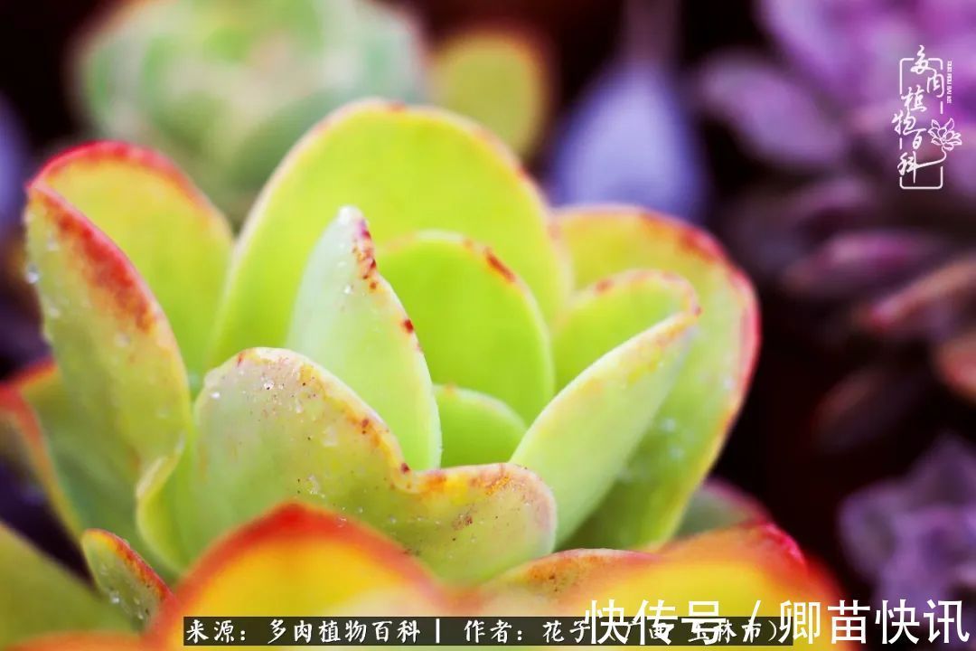 为了爱情来到陌生城市,偶遇多肉,地老天荒的爱恋!