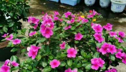 长寿花|7月逛花市,我只买这7种花,耐38℃高温,花期长达240天,好看好