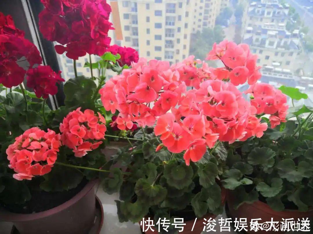 休眠期|家里有这7种花,少浇水、不能晒,天热要休眠!