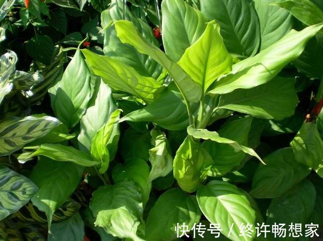 最疯植物就属它，半月从巴掌大猛窜到阳台放不下，只能狠心砍一半