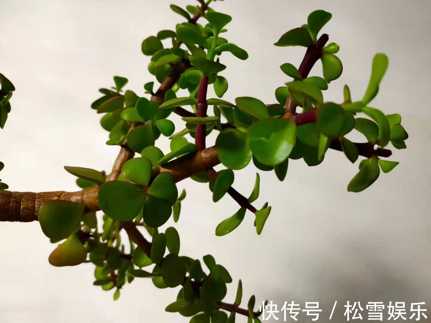 施肥|养护金枝玉叶,掌握2个小技巧,叶片翠绿,枝干粗壮