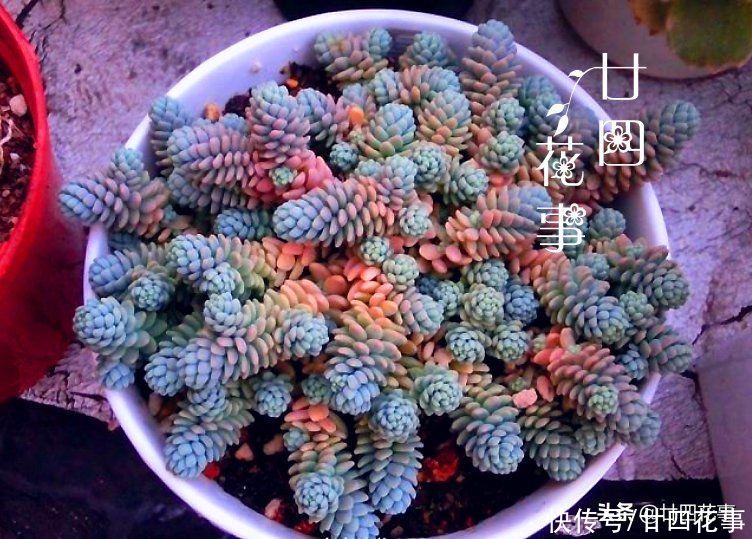 8种蓝色多肉植物，高冷优雅，总有一种是你的“蓝颜知己”
